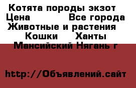 Котята породы экзот › Цена ­ 7 000 - Все города Животные и растения » Кошки   . Ханты-Мансийский,Нягань г.